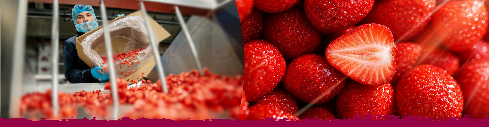 Verarbeitung von Erdbeeren in der Lebensmittelproduktion.